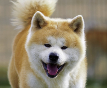 /img/raca/Akita_Inu.jpg