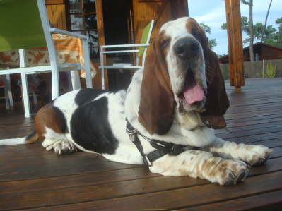 Cachorro: Basset hound