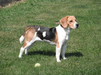 Cachorro: Beagle