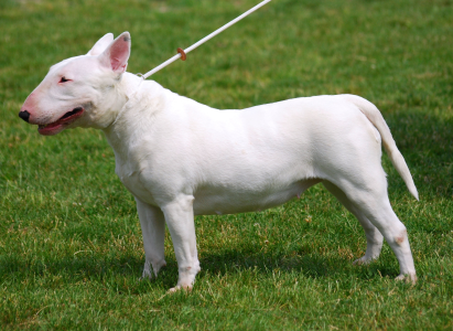 Cachorro: Bull terrier