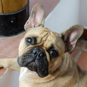 Cachorro: Buldogue francês