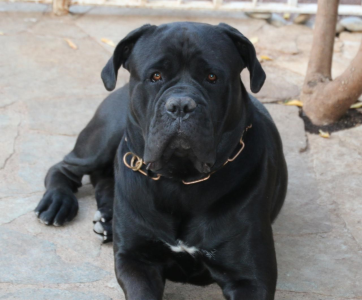 Cachorro: Cane corso