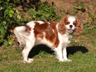 Cachorro: Cavalier king charles spaniel