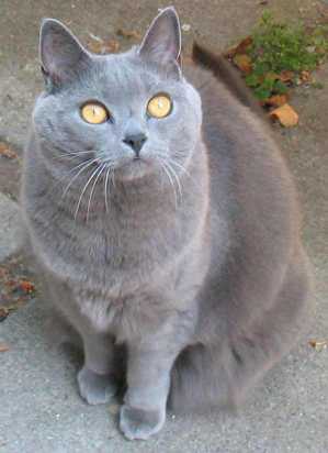 Gato: Chartreux