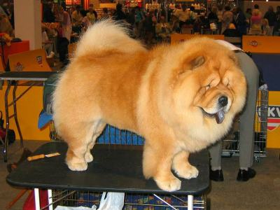 Cachorro: Chow chow