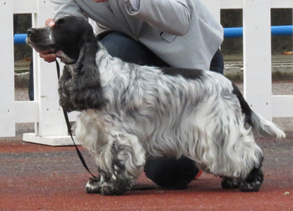 Cachorro: Cocker spaniel inglês