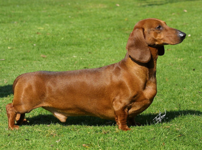 Cachorro: Dachshund