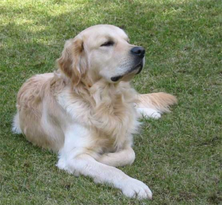 Cachorro: Golden retriever