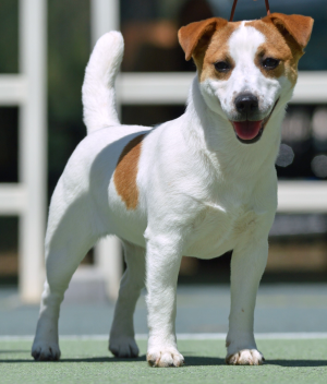 Cachorro: Jack russell terrier