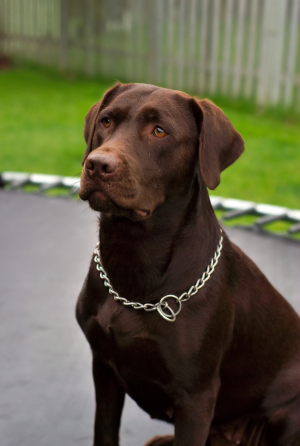 Cachorro: Labrador retriever