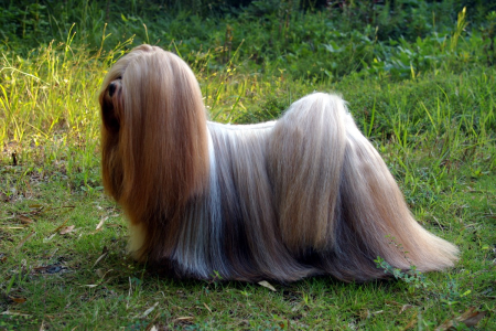 /img/raca/Lhasaapso.jpg