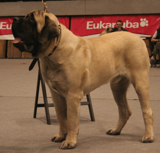 Cachorro: Mastiff inglês