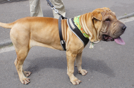 Cachorro: Sharpei