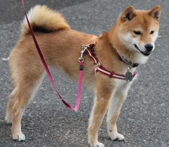 Cachorro: Shiba