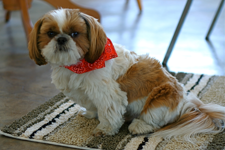 Cachorro: Shih tzu