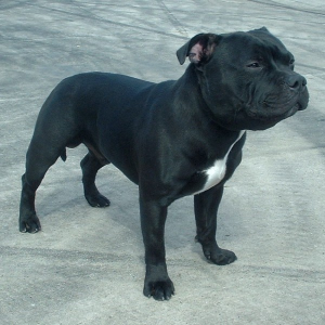 /img/raca/Staffordshire_Bull_Terrier.jpg