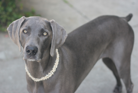 Cachorro: Weimaraner