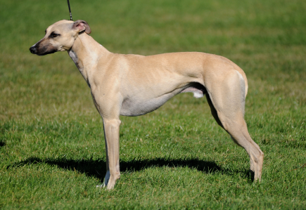 Cachorro: Whippet