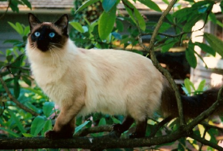 Gato: Balinês