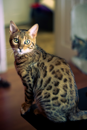 Gato: Bengal