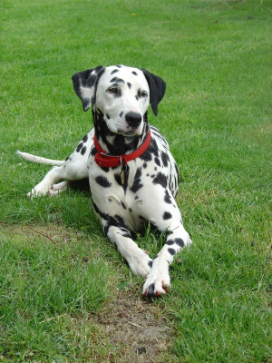 Cachorro: Dálmata