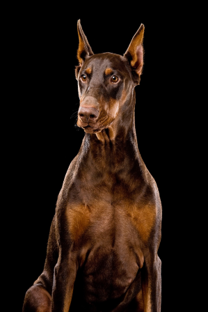 Cachorro: Doberman