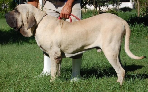 Cachorro: Fila brasileiro