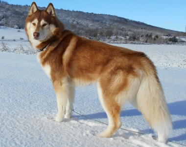 Cachorro: Husky siberiano