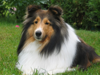 Cachorro: Pastor de Shetland