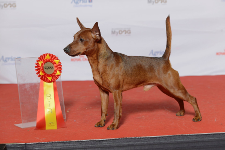 Cachorro: Pinscher miniatura