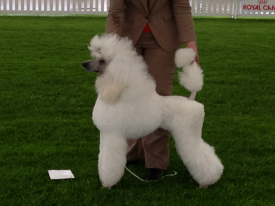 Cachorro: Poodle