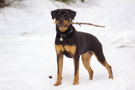 Cachorro: Rottweiler