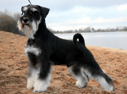 Cachorro: Schnauzer