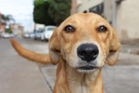 Cachorro: Vira lata (SRD)