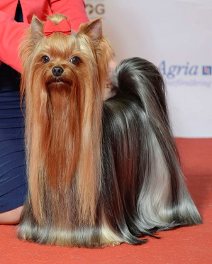 /img/raca/yorkshire_terrier.jpg